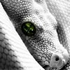 Avatar animales
