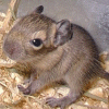 Avatar animales