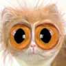 Avatar gatos