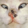 Avatar gatos