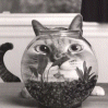 Avatar gatos