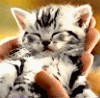 Avatar gatos