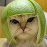 Avatar gatos