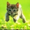 Avatar gatos