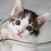 Avatar gatos