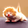 Avatar gatos