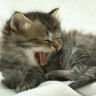 Avatar gatos