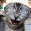 Avatar gatos