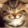 Avatar gatos