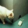 Avatar gatos