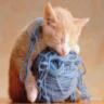 Avatar gatos