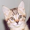 Avatar gatos