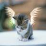 Avatar gatos