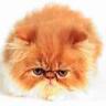Avatar gatos