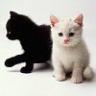 Avatar gatos