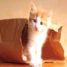 Avatar gatos