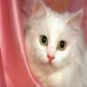 Avatar gatos