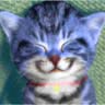 Avatar gatos