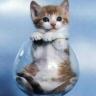 Avatar gatos