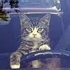 Avatar gatos