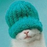Avatar gatos