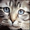 Avatar gatos