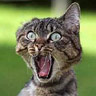 Avatar gatos