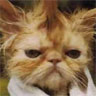 Avatar gatos