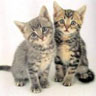 Avatar gatos