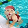 Avatar gatos