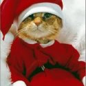 Avatar gatos