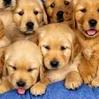 Avatar perros