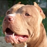 Avatar perros