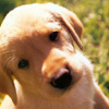 Avatar perros
