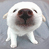 Avatar perros