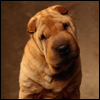 Avatar perros