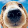Avatar perros