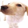 Avatar perros