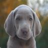 Avatar perros