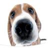 Avatar perros