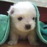 Avatar perros