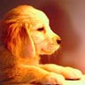 Avatar perros