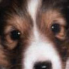 Avatar perros