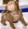 Avatar perros