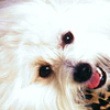 Avatar perros