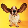 Avatar perros