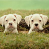 Avatar perros