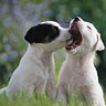 Avatar perros
