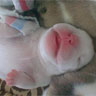 Avatar perros