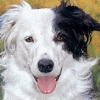 Avatar perros